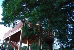 cabane dans les arbres