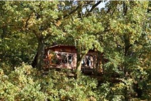 cabane dans les arbres