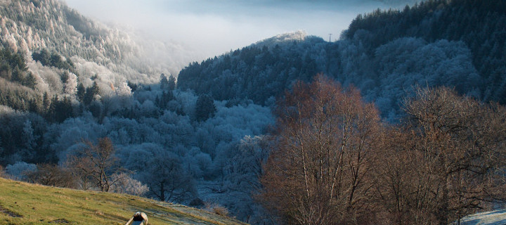 Best Cabane dans les arbres Vosges